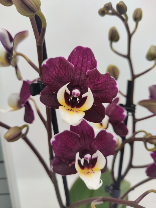 <h4>Limited 46 week 2</h4>