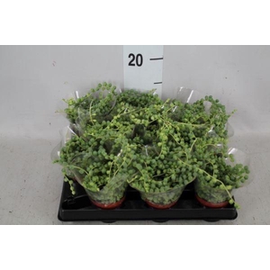 SENECIO ROWLEYANUS LD