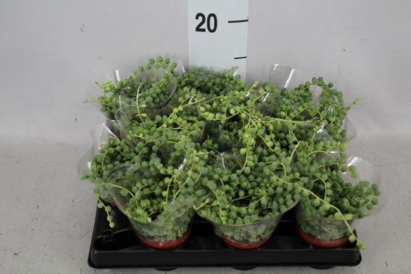 <h4>SENECIO ROWLEYANUS LD</h4>