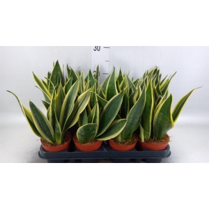 Sansevieria trifa.   ...