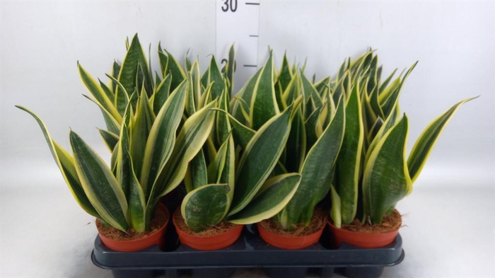 <h4>Sansevieria trifa.   ...</h4>