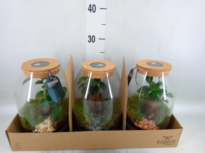 <h4>Arr.    Planten  H%</h4>