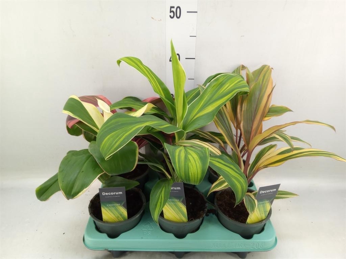 <h4>Cordyline   ...mix</h4>