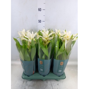 Guzmania  'Deseo White'