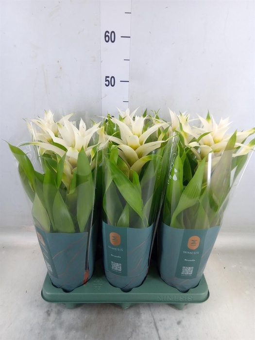 <h4>Guzmania  'Deseo White'</h4>