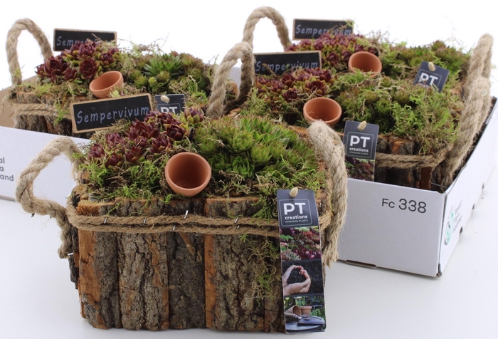 <h4>ARR SEMPERVIVUM</h4>