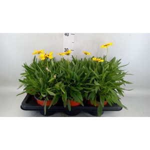 Coreopsis grand. 'Sunkiss'