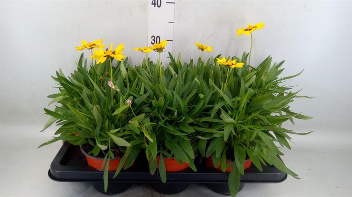 <h4>Coreopsis grand. 'Sunkiss'</h4>