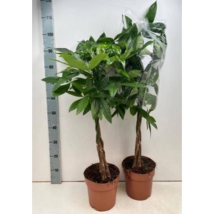 PACHIRA AQUATICA