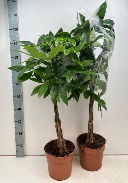 <h4>PACHIRA AQUATICA</h4>
