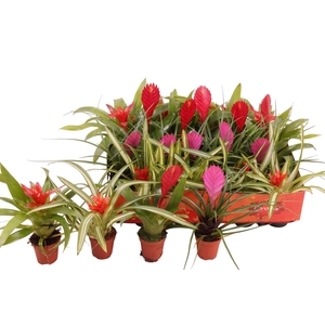 BROMELIA GEM