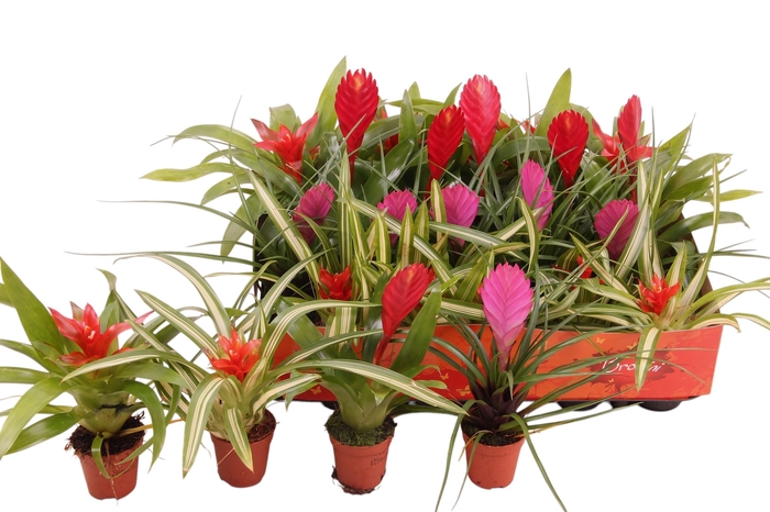 <h4>BROMELIA GEM</h4>