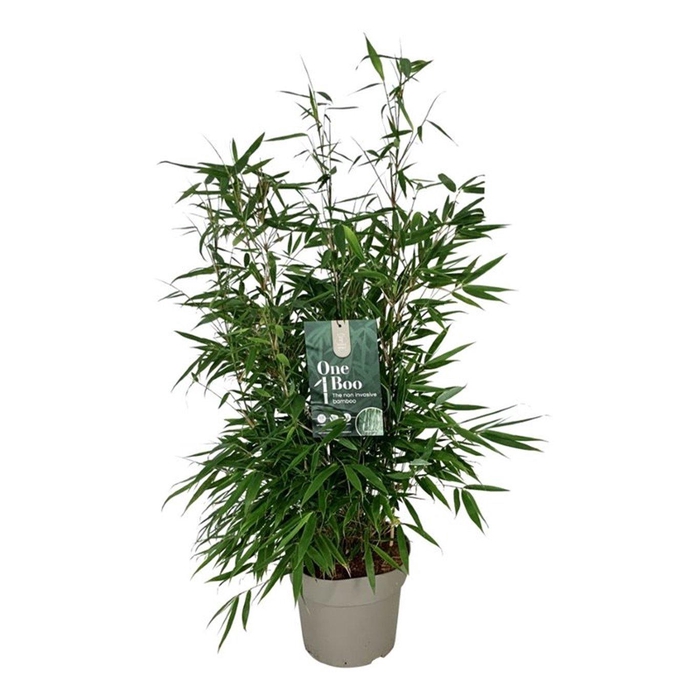 <h4>Fargesia robusta 'Pingwu'</h4>