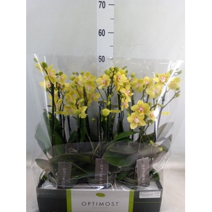 Phalaenopsis multi.   ...yellow