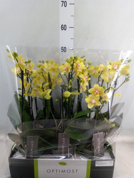 <h4>Phalaenopsis multi.   ...yellow</h4>