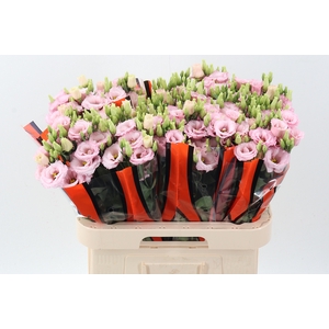 Eus G Lisanne L Pink