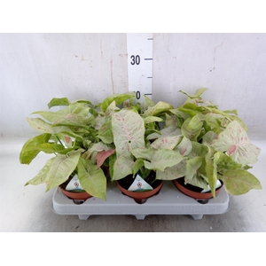 Syngonium   ...