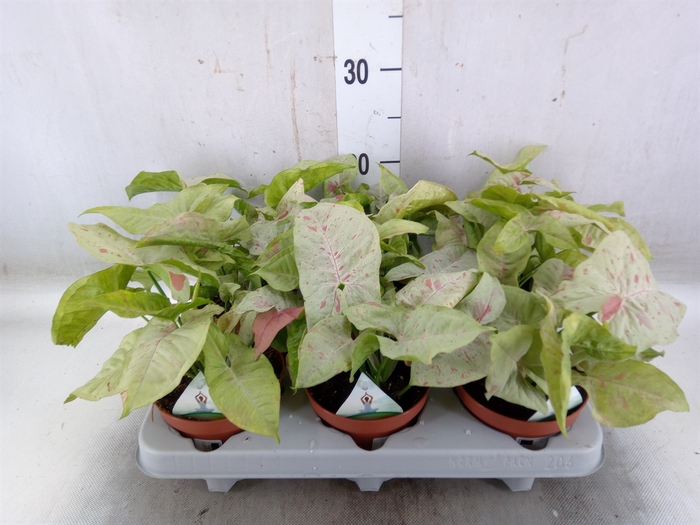 <h4>Syngonium   ...</h4>
