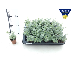 SEDUM SIEBOLDII