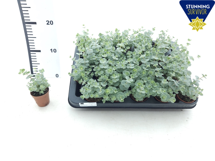 <h4>SEDUM SIEBOLDII</h4>