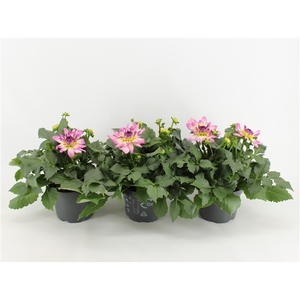 Dahlia Dalina Maxi Bonita