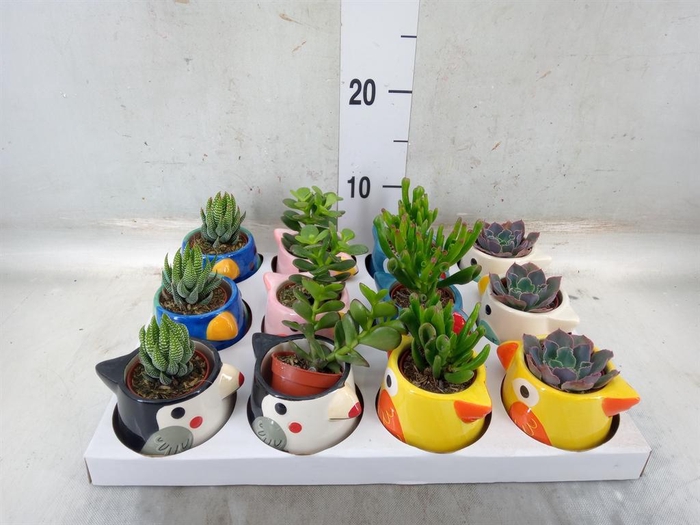 <h4>Succulents ...</h4>