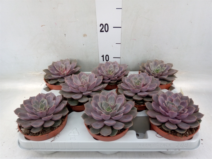 <h4>Echeveria   ...</h4>