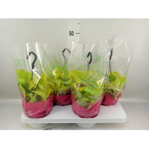 Epipremnum pinn. 'Golden Pothos' HG