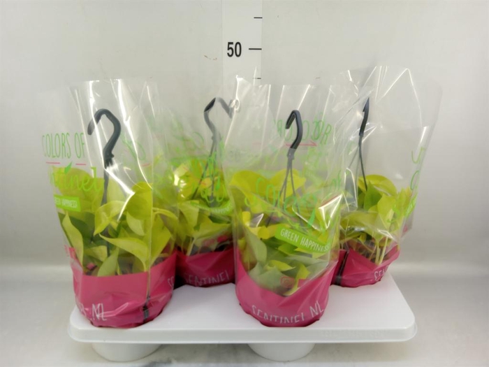 <h4>Epipremnum pinn. 'Golden Pothos' HG</h4>