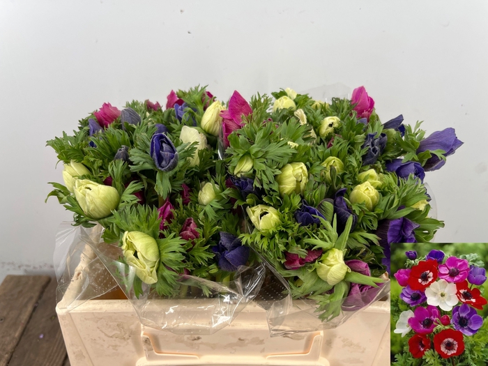 <h4>ANEM CO MAR GEM</h4>