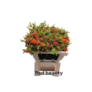 ASCL T RED BEAUTY