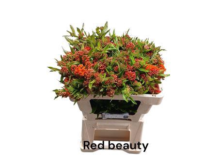 <h4>Ascl T Red Beauty</h4>