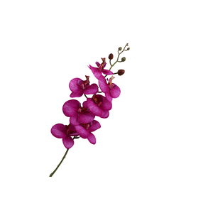Phalaenopsis Purple