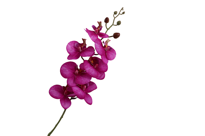 <h4>Phalaenopsis Purple</h4>