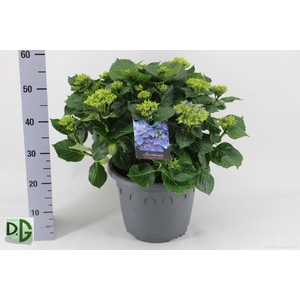 HYDR M EARLY BLUE P32 20+