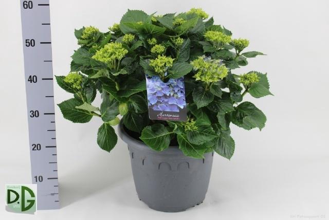 <h4>HYDR M EARLY BLUE P32 20+</h4>