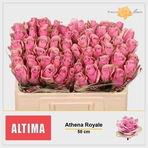 R GR ATHENA ROYALE