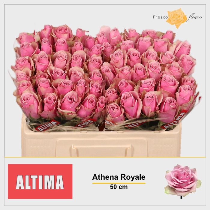 <h4>R GR ATHENA ROYALE</h4>