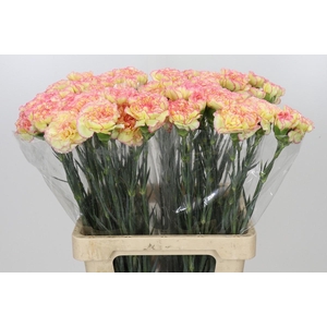 Dianthus St Poirot F.G.