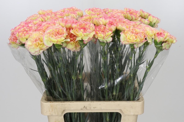 <h4>Dianthus St Poirot F.G.</h4>