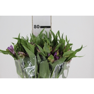 ALSTROEMERIA FLORENTINA 080 CM