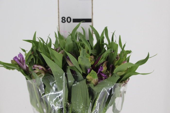<h4>ALSTROEMERIA FLORENTINA 080 CM</h4>