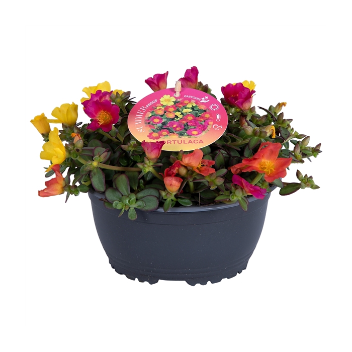 <h4>Nolina Portulaca Ø 17 cm Nano Carnaval</h4>
