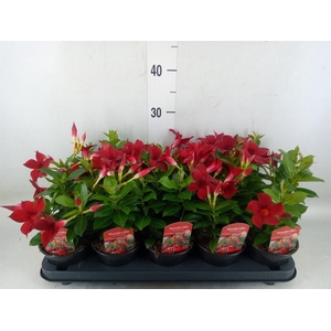 Mandevilla sand. 'Rio Dark Red'