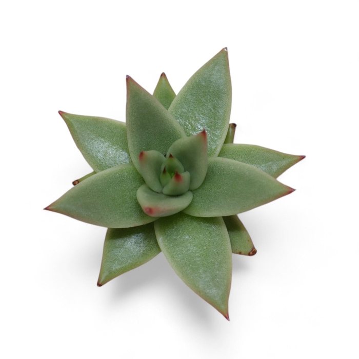 <h4>Echeveria Ebony "Glow" Wincx-8cm</h4>