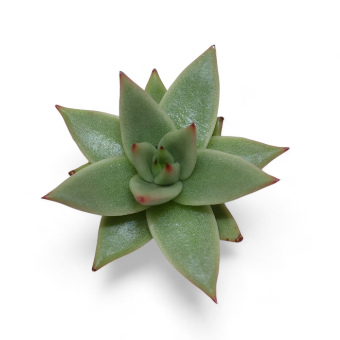 <h4>Echeveria Ebony "Glow" Cutflower Wincx-8cm</h4>