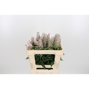 Spiraea Sal Pink Inn