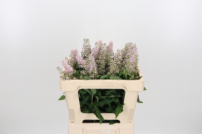 <h4>Spiraea Sal Pink Inn</h4>