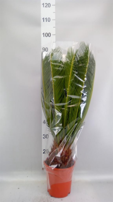 <h4>Cycas revoluta</h4>