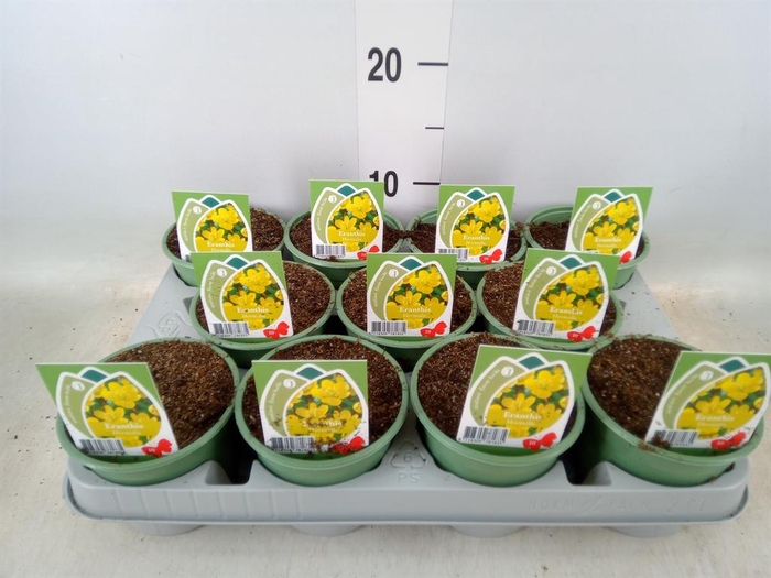 <h4>Eranthis hyemalis</h4>